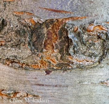 Japanese flowering cherry bark.