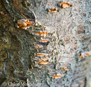 A closeup of Japanese flowering cherry bark.