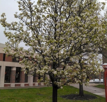 A Callery pear on a dreary spring day, laden with an abundance of odorous, white flowers.