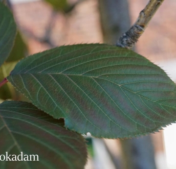 A closeup of a Japanese flowering cherry leaf displaying shades of deep green tinged with red and burgundy.