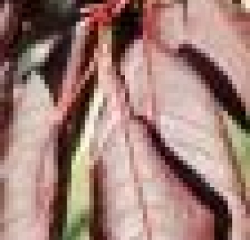 The deep burgundy foliage of a chokecherry.