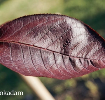 A closeup of a chokecherry leaf.