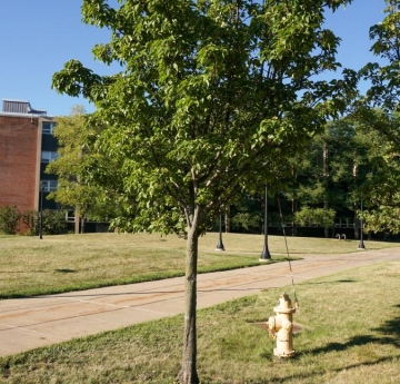 A Callery pear in late summer, located outside of Cassety Hall.