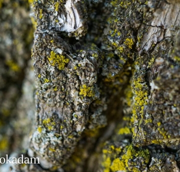 Lichens cover the craggy bark of a Callery pear.