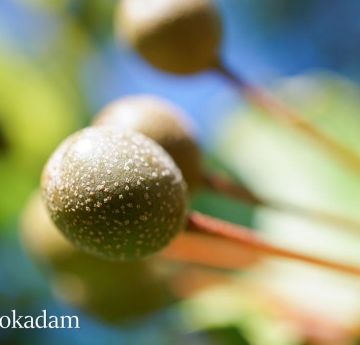 A closeup of a Callery pear fruit, which is much smaller and rounder than a typical grocery store pear.