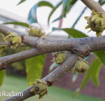 The developing acorns of a sawtooth oak have a daisy-like appearance.