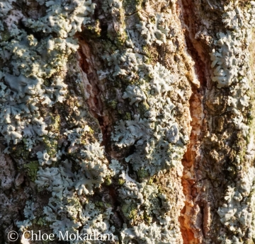 A closeup of sawtooth oak bark coated in lichens.