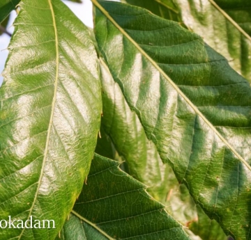 Sawtooth oak leaves shine in the evening sun.