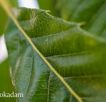 A closeup of a sawtooth oak leaf displaying its serrated leaf margin.