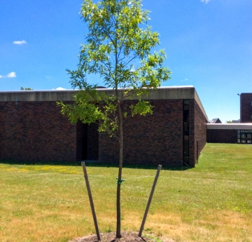 A sawtooth oak outside of Buckham Hall.