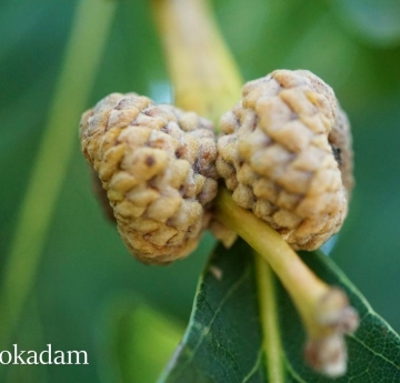 The developing acorns of a white oak.