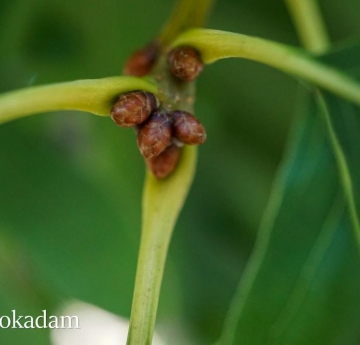 The stems of a white oak.