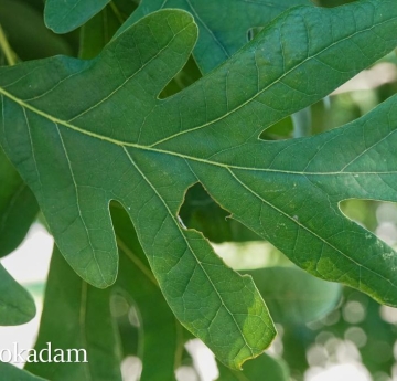 The leaves of a white oak.