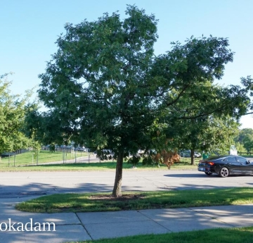 A white oak outside of Rockwell Hall.