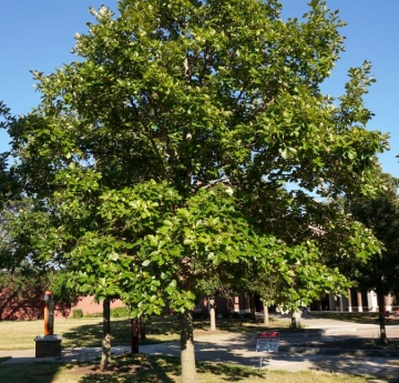 A swamp white oak stands in the circle outside of the Campbell Student Union.