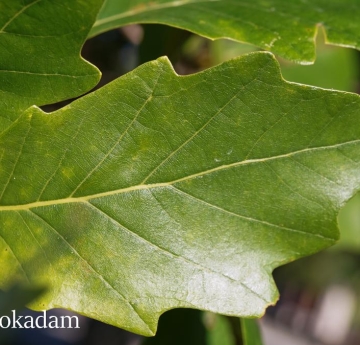 A closeup of a swamp white oak leaf.