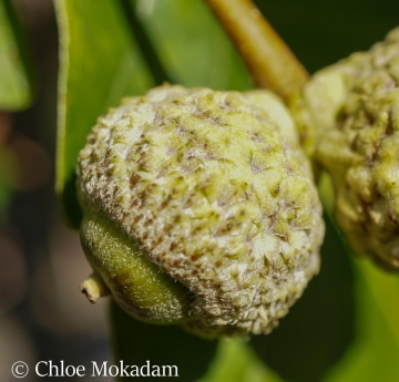 A closeup of swamp white oak acorns.