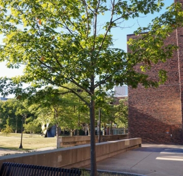A scarlet oak located outside of Bulger Communication Center.