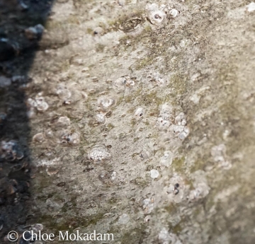The dappled gray bark of a scarlet oak.