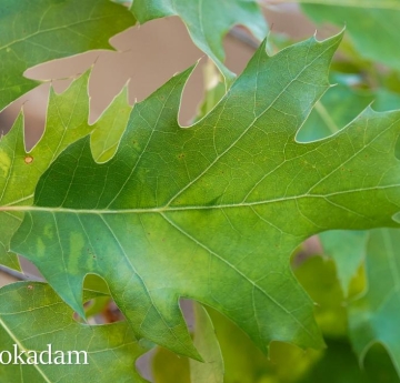 The bright green leaves of a scarlet oak contrast against its red stems.