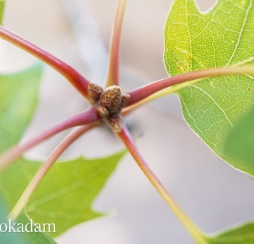 The red stems of a scarlet oak.