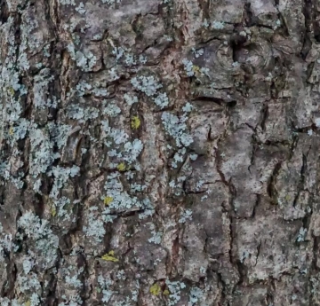 The scaly bark of a shingle oak.
