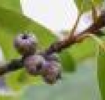 The developing acorns of a shingle oak.