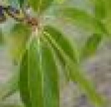 The elongate, oval-shaped leaves of a shingle oak.