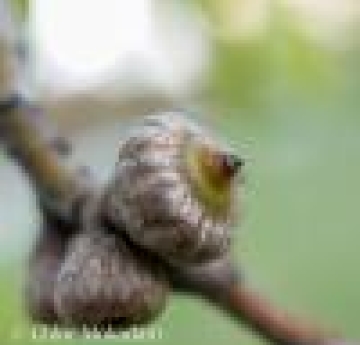 A closeup of shingle oak acorns.