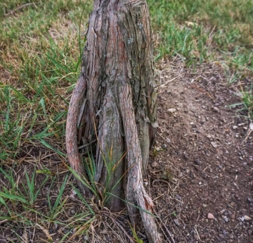The prominent roots of a bald cypress.