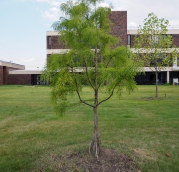 A bald cypress located outside of Buckham Hall.