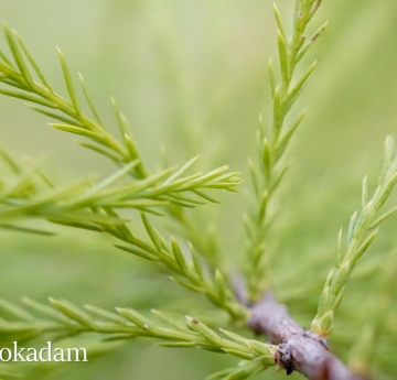 The bright green foliage of a bald cypress.