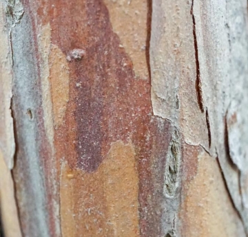 The smooth bark of a bald cypress displays shades of green, tan, and reddish tan.