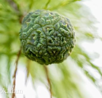 The globe-shaped female cone of a bald cypress.