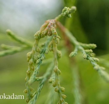 A cluster of small, male cones on a bald cypress.
