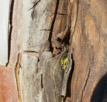The cracked bark of an English yew displaying shades of grey and terracotta orange.