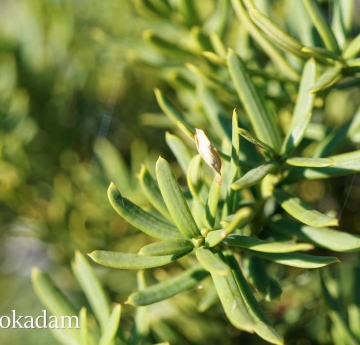 The spiky foliage of an English yew.