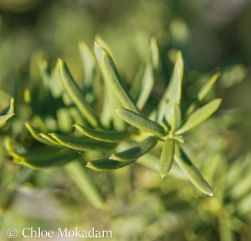A closeup of English yew needles, showing their sharp points and yellow-green color.
