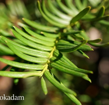 The needles of a hybrid yew are longer and smoother than those of an English yew. They also lack the English yew's sharp tip.
