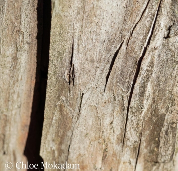 The smooth, grey-brown bark of a hybrid yew.