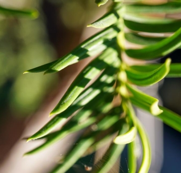 A tiny spiderweb hangs from the needles of a hybrid yew.