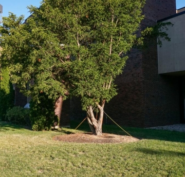 A hybrid yew outside of the EH Butler Library.