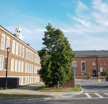 An American basswood outside of Rockwell Hall.