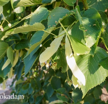The dark, green glossy leaves of an American basswood contrast against its light green bracts - specialized leaves that grow on the same stem as its fruits. 