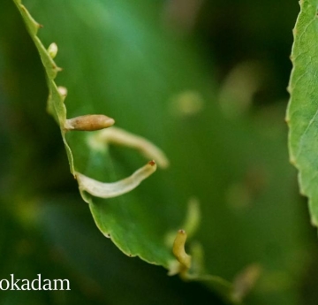 Spindle-galls adorn the surface of a white basswood leaf.