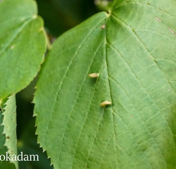 A white basswood leaf with spindle-galls.