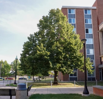 A white basswood outside of Twin Rise.