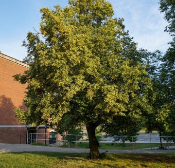 A littleleaf linden outside of Moot Hall.