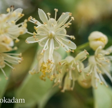 A closeup of a star-shaped littleleaf linden flower.