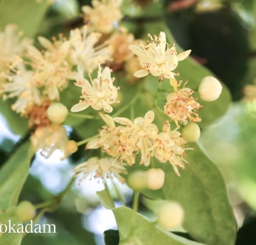 Littleleaf linden flowers.